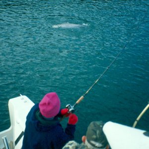 Media 'Battling a late run king - Cook Inlet, AK' in album 'Birds at Cape Resurrection, AK'
