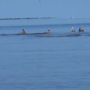 Media 'Fishing under the birds. You can see the fry puddling on the surface.' in album 'Gulfport Municipal Marina.  Great folks and outstanding restaurant right across the street.'