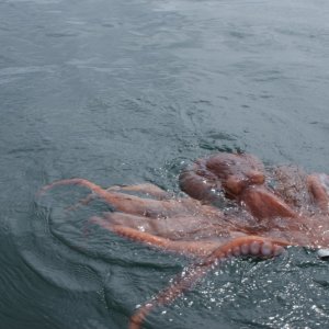 The first animal caught on Verlyn.  Not what we were after but a highlight of the trip.  The octopus was about 7 feet across when the arms were extended.