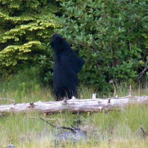 I would always be treated to a show on shore.  This is a dancing sasquatch.