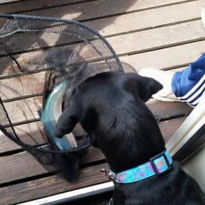 Penny checking out the fish