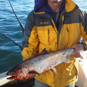 Media '28" blackmouth caught on kingfisher 4" spoon, ~ 160' of wire, ~ 140' deep.

January 2, 2016' in album 'DSCN1603'