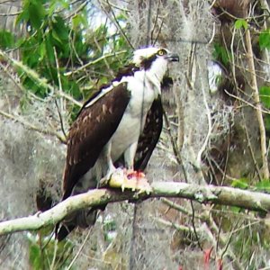17.) Osprey eating lunch