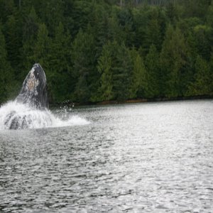 Humpbacks Rivers Inlet