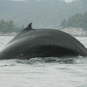Enjoying time with Humpback Whales in the Hakai area.