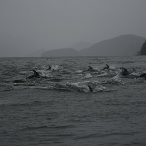 White Sided Dolphins