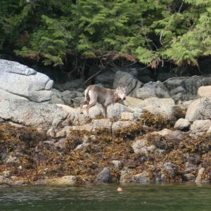 The adult had now made it to shore. Notice how well it blends in with the back ground.