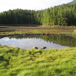 Native Salmon Fish Trap at the Estuary of a River, Princess Royal Island