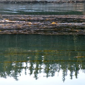 Avoid the kelp beds near the edges of the inlet.