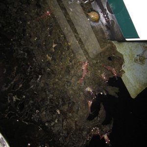 shrimp on pier at night