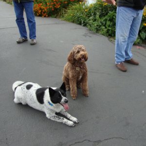 Media 'Teddi & Shadow 
We'll be good, we promise!' in album 'Bellingham, WA 2010'