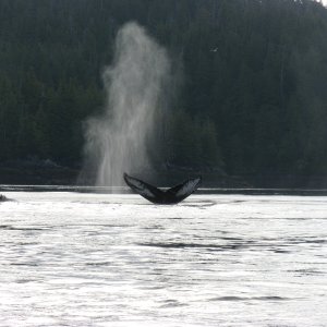 Humpback whales inside Work channel.  Sept 2011