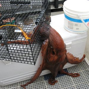one Octopus and zero prawns in trap 2017