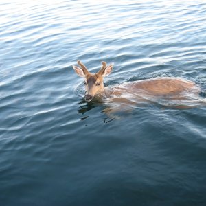 Media 'Came across this young deer about two miles out.  He was taken by the outgoing tide and was too weak to get back' in album 'LADY C  and proud new owner'