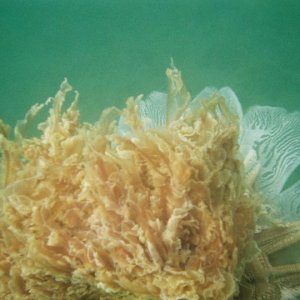 Took these shots with a cheap underwater camera. I have never seen a "sea blubber" as large as this one.
