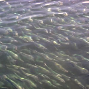 Anchovies