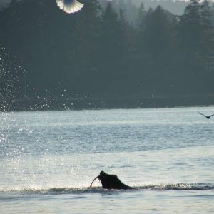 Finishing off a salmon dinner