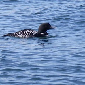 I have never seen as many Loons as I have this spring. Beautiful birds.
