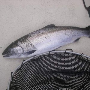 August Coho