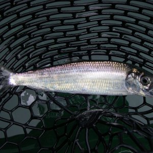 First "tarpon" on a fly!