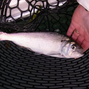 12 inch herring, caught on a fly. Never saw one this big before.