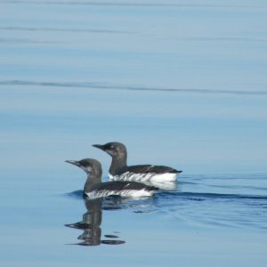 Common Murre
