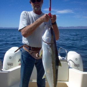 (Cygnet) California Yellowtail,  Magdalena Bay Baja Mexico