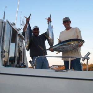 (Cygnet) Yellow Fin Tuna, Mag. Bay Baja Mexico