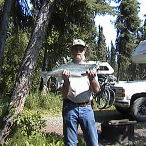 (Cygnet) Pink Salmon,  Soldotna Alaska
