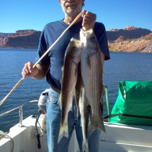 October Stripers at Lake Powell