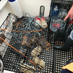 Media 'Got crabs?  We do!' in album 'Crabbing'