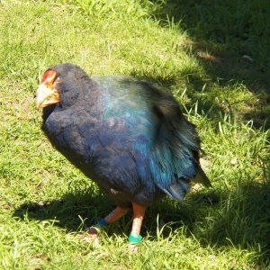 Media 'Getting rid of the non-native predators allowed the return of some of the flightless birds like kiwi, weka and takahe.  This is a takahe at our cabin.  They are vegetarian and help keep the lawn mowed.' in album 'There are no boat wharves along the Kapiti Coast, so surf launching with this setup is the norm.'