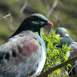 Media 'The native pigeon.' in album 'There are no boat wharves along the Kapiti Coast, so surf launching with this setup is the norm.'