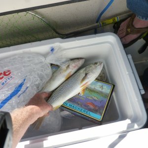 Grey sea trout off  Emerald Isle NC