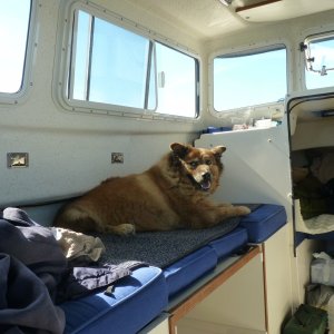 Teddy getting used to boating