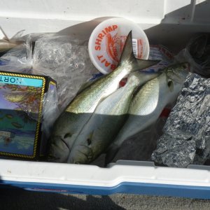 Blue fish Off Morehead City NC