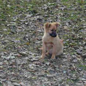 Teddy RIP I found her in the middle of 60 acres in 1999 she was my best friend for 15 years