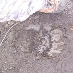Unimak AK bear hunt 2009 071
Found this fresh print in the morning less than 15 yards from the tent. Hmmmm
