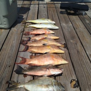 Media 'Fish' in album 'Boca Grande'