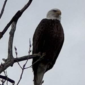 IMG 2779