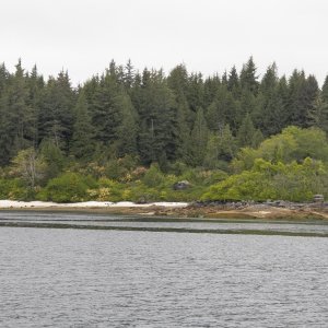 Abandoned cabin #2.  This is near Old Bella Bella and the white area on the beach is likely an ancient midden.