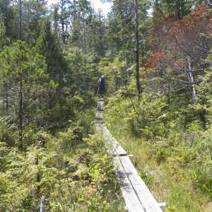 The trail was well maintained.  Not all of it was a easy as this boardwalk through marshland.
