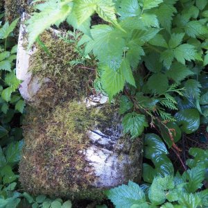 Older totems.