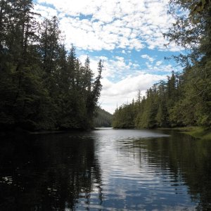 Backwater exploration.  A couple of times we were surprised by seals also exploring the river.