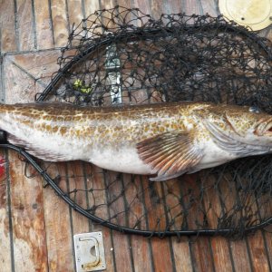 Fish.