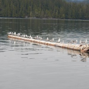 More birds.