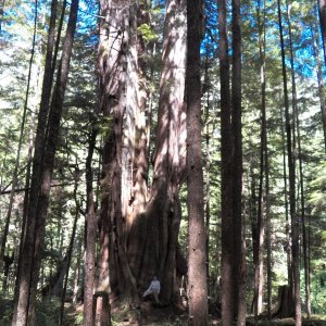 Visiting Billy Proctor's 1,000 year-old cedar tree.  We also stopped and visited Billy at his museum.