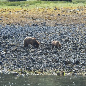Mom and cub.