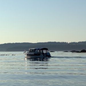 Media 'Looks like Brock is about to run over some geese. He must hate birds.' in album 'Heading back out on a Saturday in late July after a morning of crabbing with a buddy.'