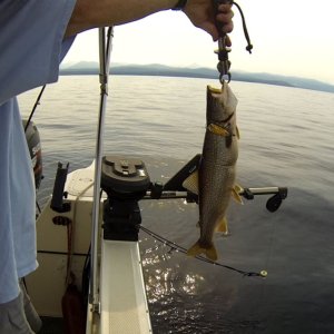 FishLasso